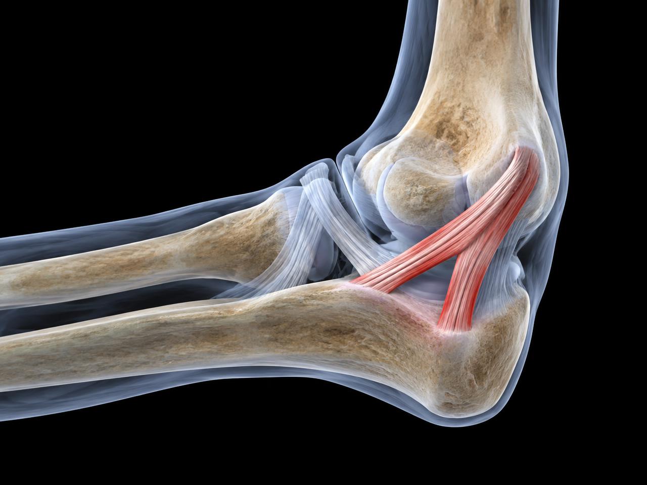 Ligamentos do cotovelo